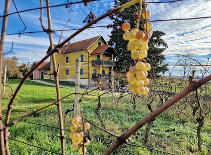 Vinogradništvo-Kolarič-002