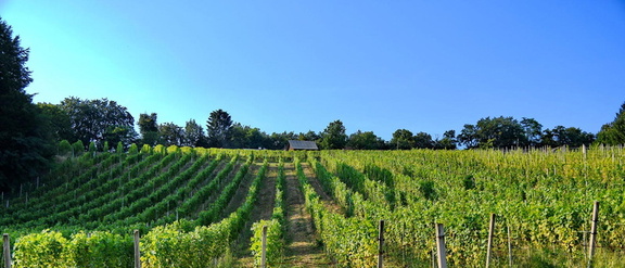 Vinogradništvo-Kolarič-003