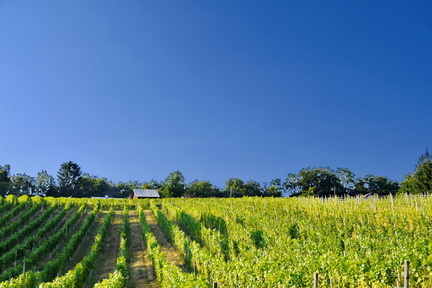 Vinogradništvo-Kolarič-004