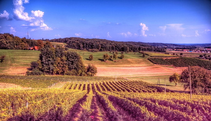 Vinogradništvo-Kolarič-005