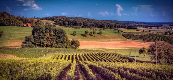 Vinogradništvo-Kolarič-006