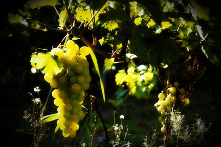Vinogradništvo-Kolarič-008