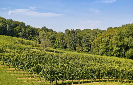 Vinogradništvo-Kolarič-009