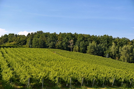 Vinogradništvo-Kolarič-010