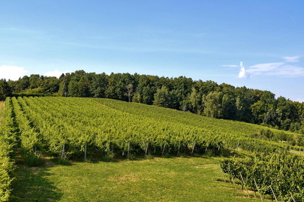 Vinogradništvo-Kolarič-011