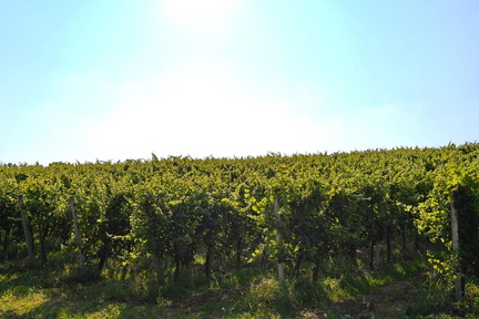 Vinogradništvo-Kolarič-012
