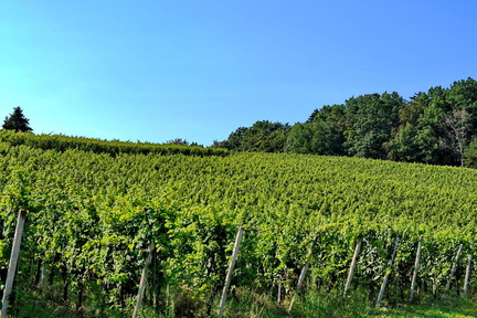 Vinogradništvo-Kolarič-013