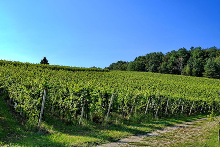 Vinogradništvo-Kolarič-014