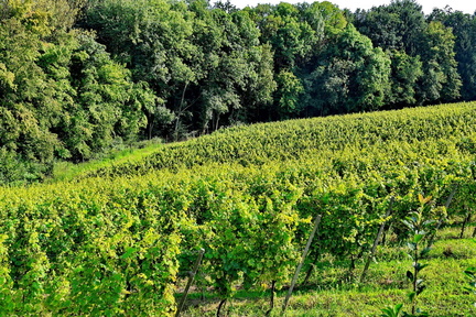 Vinogradništvo-Kolarič-015