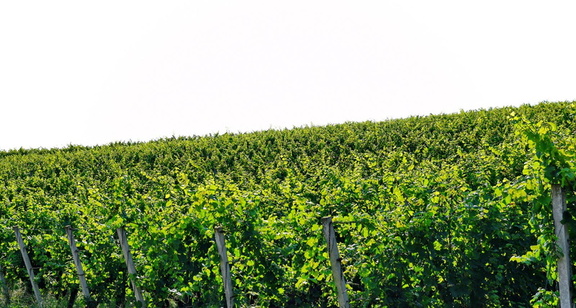 Vinogradništvo-Kolarič-016