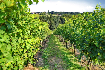 Vinogradništvo-Kolarič-017