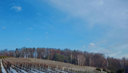 Vinogradništvo-Kolarič-127