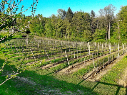 Vinogradništvo-Kolarič-215